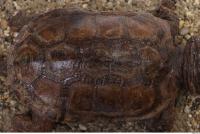 tortoise shell 0019